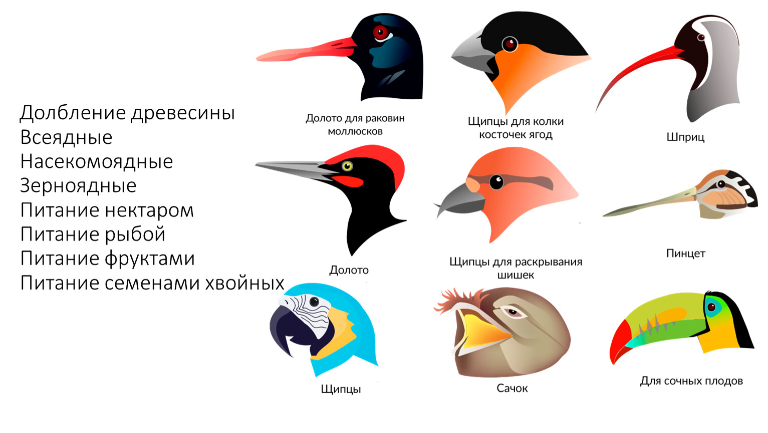 Разновидности клювов у птиц