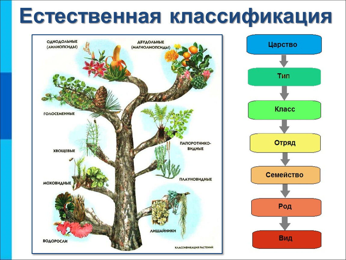 Естественные группы примеры. Схема систематики растений. Систематика царства растений схема. Царство растений классификация. Царство растений кла.