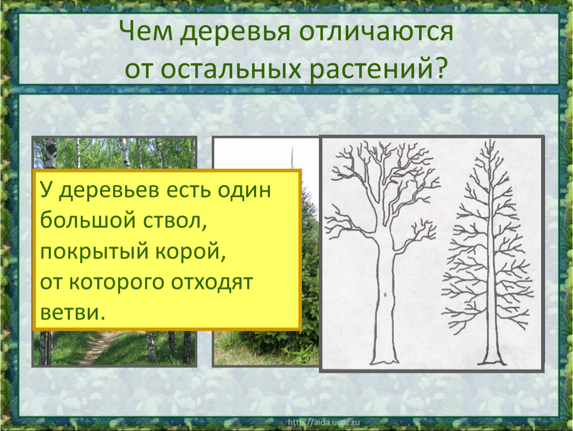 Деревья кустарники травы презентация 1 класс