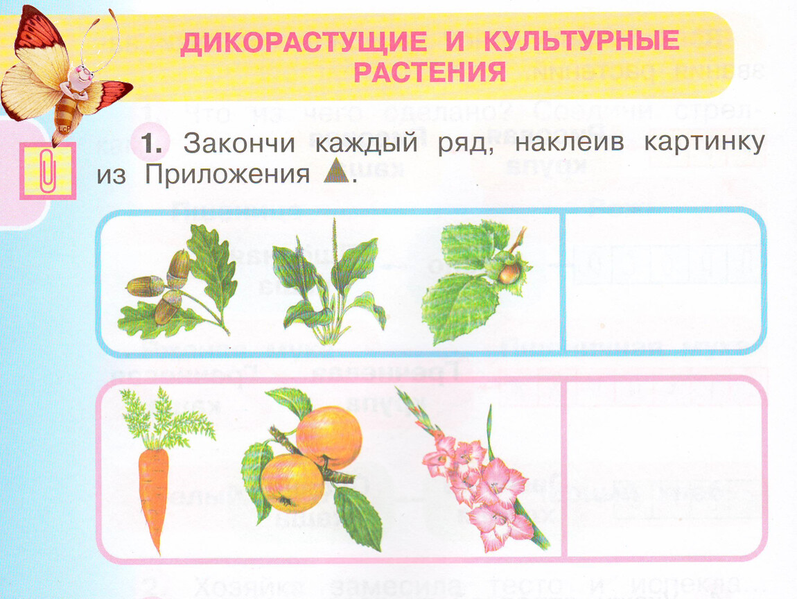 Рисунки культурных растений