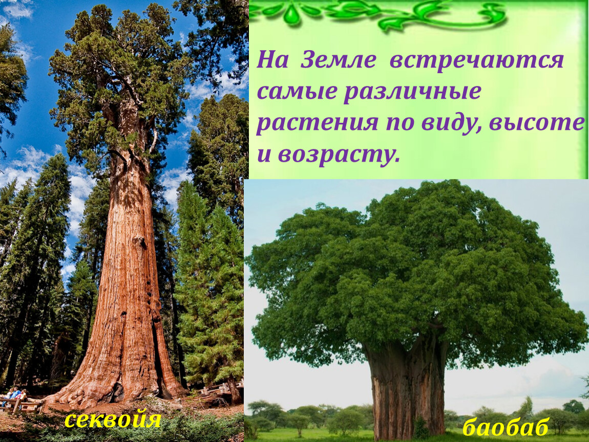 Можно встретить самые разные. Секвойя и баобаб. Баобаб и Секвойя что больше. Растения разные по высоте. Самое большое дерево в мире баобаб или Секвойя.