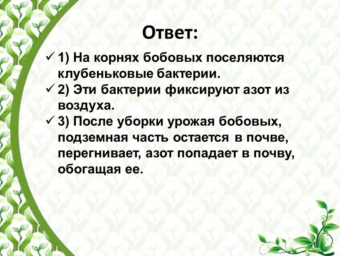 Корни бобовых. В корнях бобовых могут поселяться бактерии ответ.