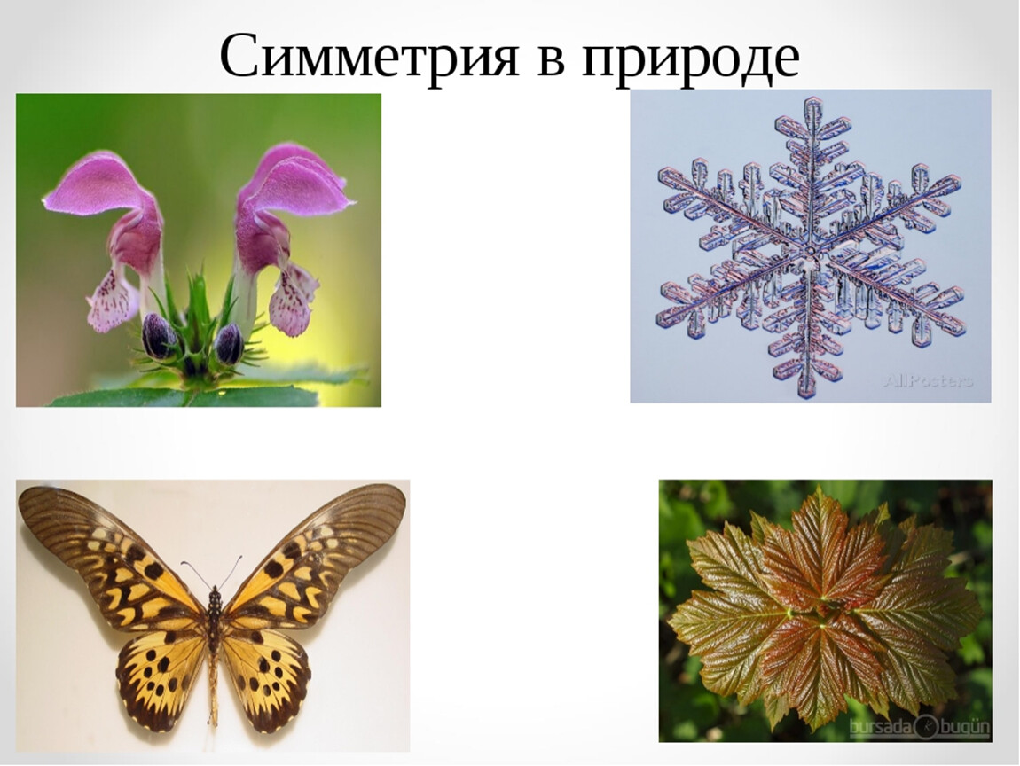 Живая природа и симметрия проект