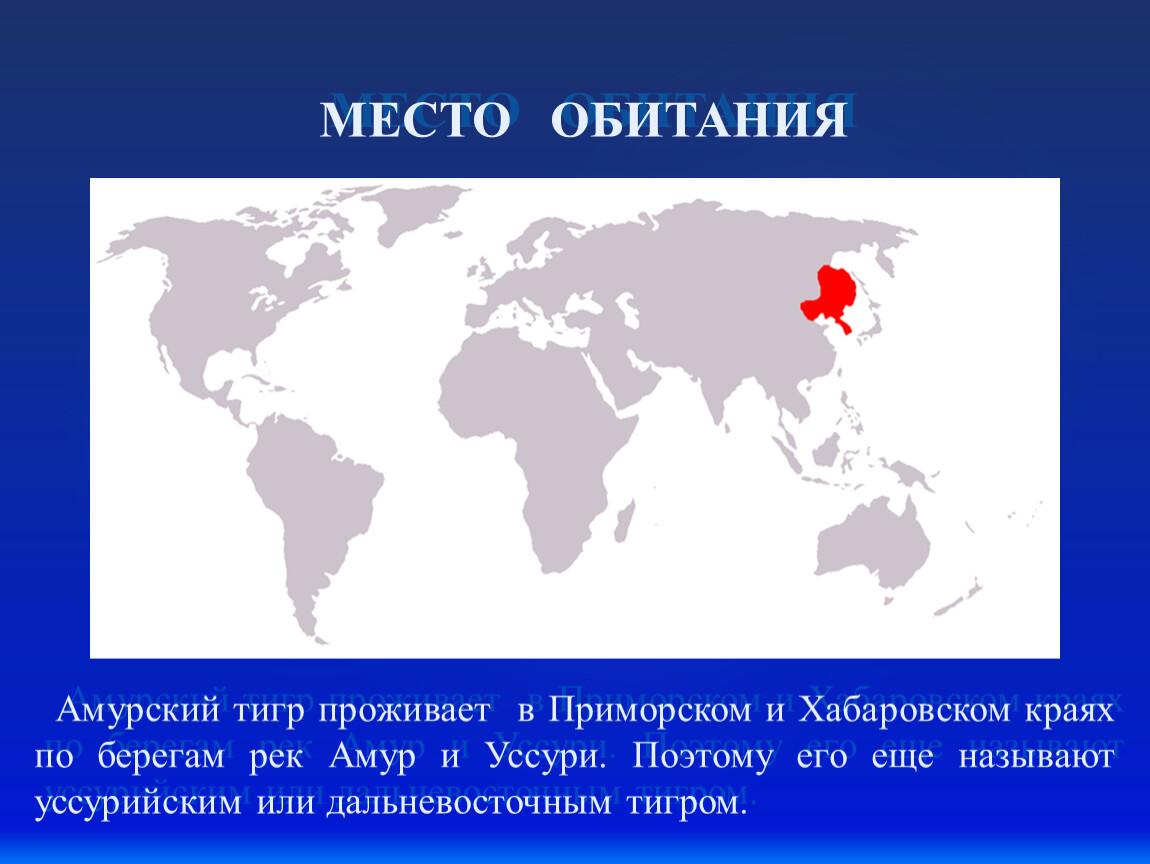 В какой стране обитает. Амурский тигр ореол обитания. Амурский тигр ареал обитания в России. Ареал обитания Амурского тигра в России. Ареал обитания Уссурийского тигра.