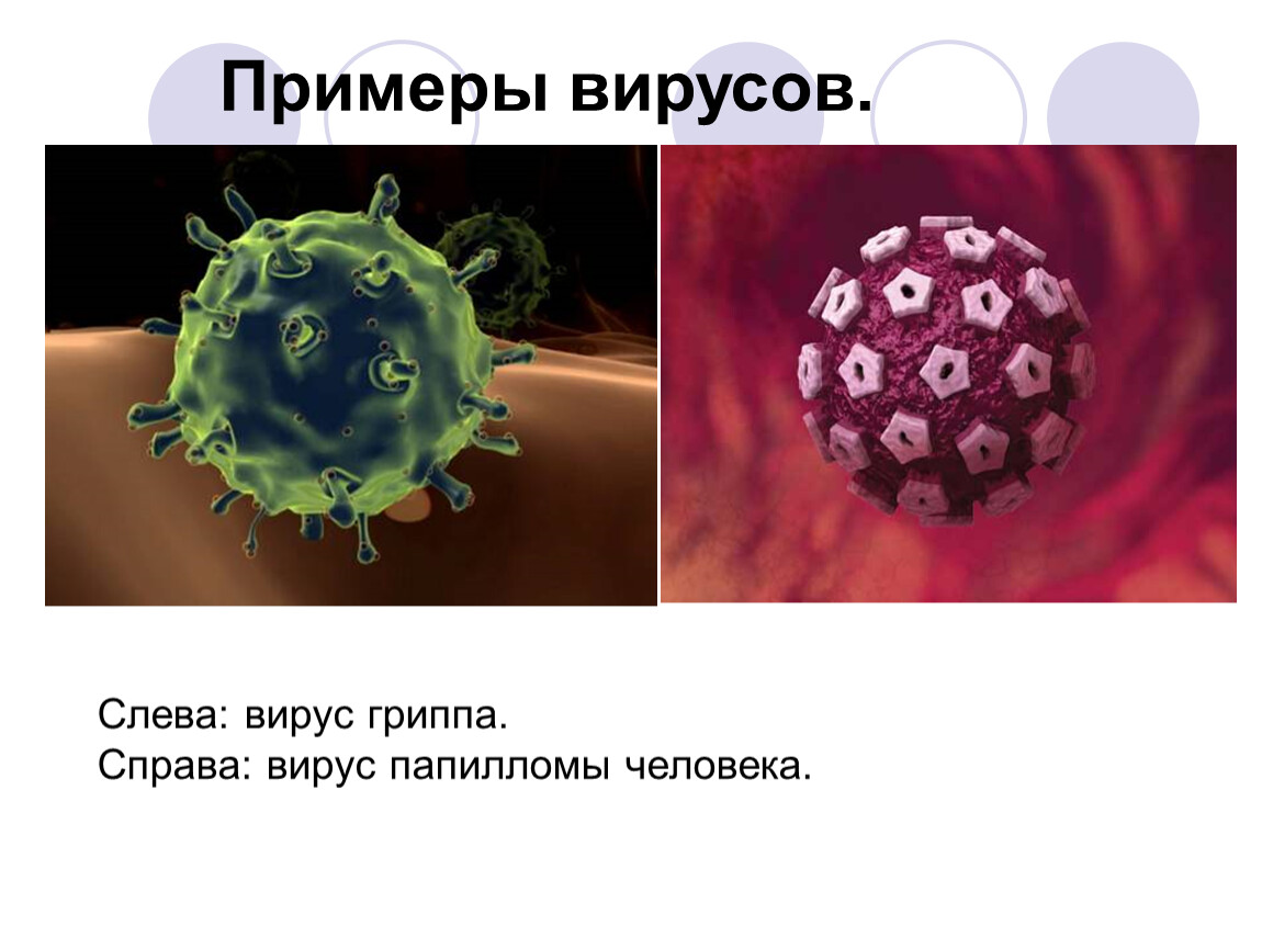 Вирусы примеры. Вирусы биология. Вирусы по биологии. Презентация по биологии вирусы.