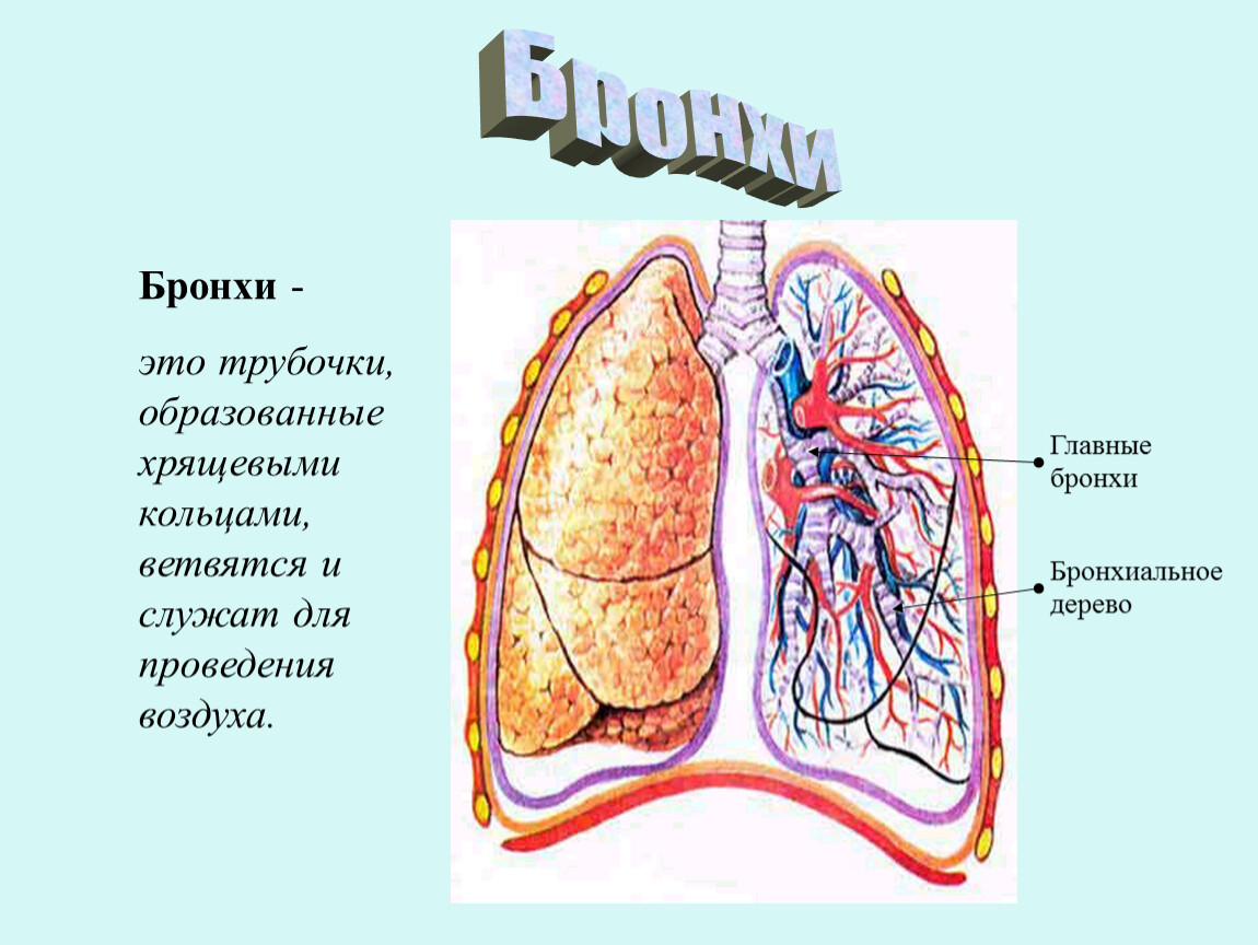 Проведение воздуха. Бронхи образованы хрящевыми кольцами. Проведение воздуха в главные бронхи. Проведение воздуха в бронхи это.