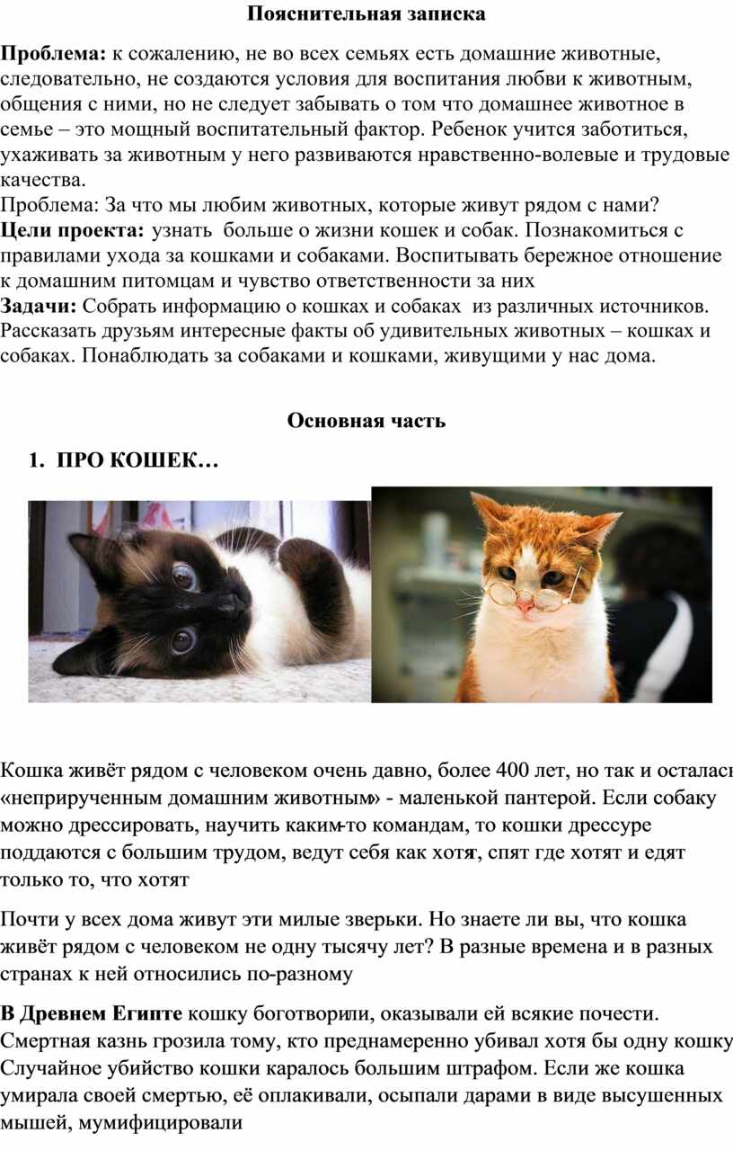 Как дрессировать кота - руководство для начинающих