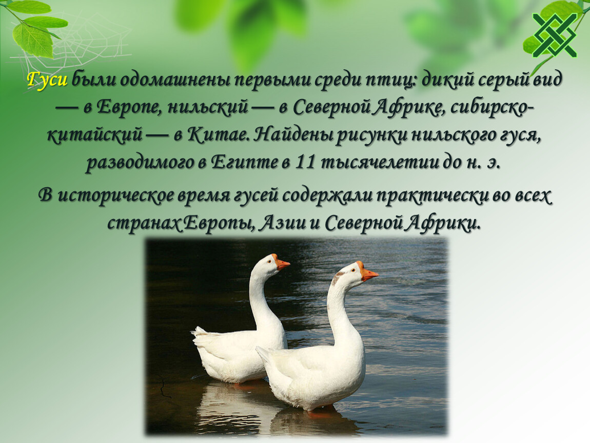 Какие птицы одомашнены. Одомашнивание птиц. История одомашнивания гусей. Гусь для презентации. Одомашнивание гусей.