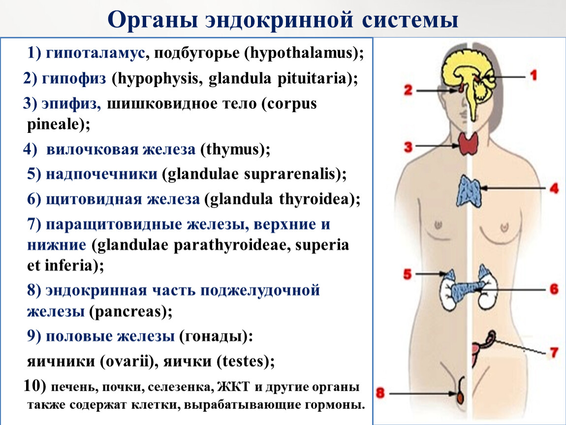 Заболевания гипофиза и надпочечников. Эндокринная система у детей. Эндокринная система гипофиз. Тимус эндокринная железа. Эндокринная система у детей картинки.