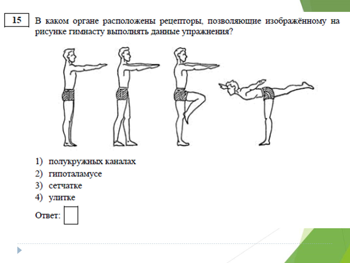 Расположены рецепторы. Где расположены рецепторы позволяющие. Где расположены рецепторы позволяющие изображённому на рисунке. Где расположены рецепторы позволяющие гимнасту выполнять. ГД еоасположены рецепторы позволяющие изобразить.