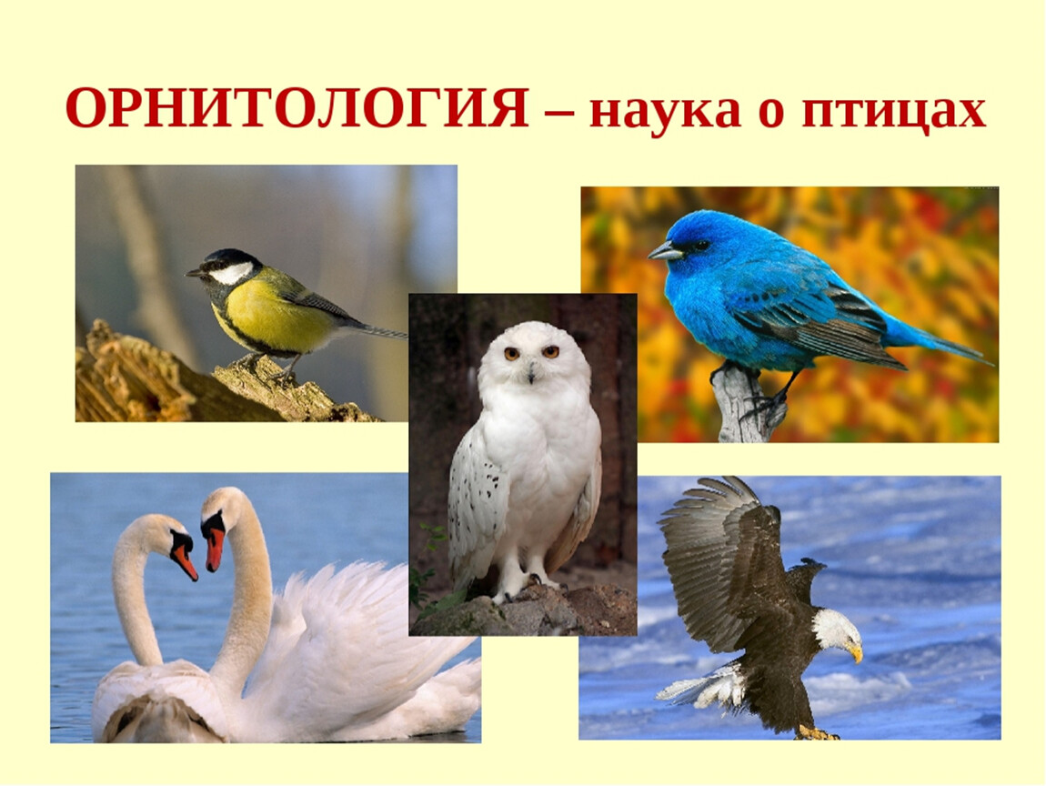 Методы изучения птиц. Орнитология наука о птицах. Орнитология изучает птиц.. Орнитология это наука изучающая. Орнитология презентация.