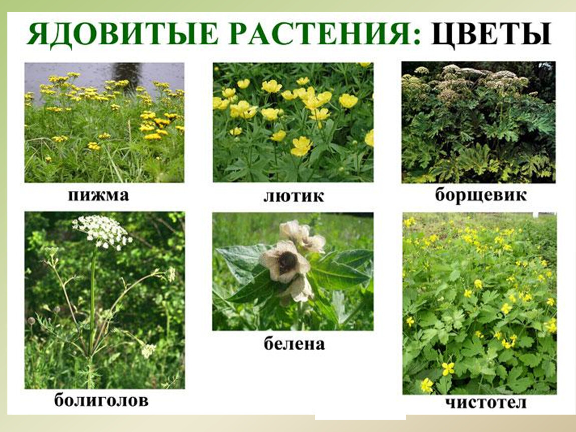 Ядовитые растения нашей местности фото 18