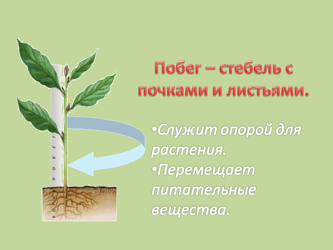 Побег стебель лист и почки. Стебель побег технология. Лист с черешком и побегом. Стебель служит опорой.