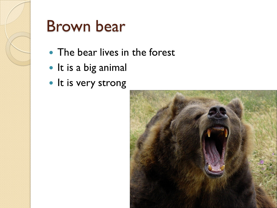Мишка перевести на английский. Бурый медведь на английском языке. Опиши медведя на англ языке. Бурый медведь на АН. Рассказ о медведе на английском языке.