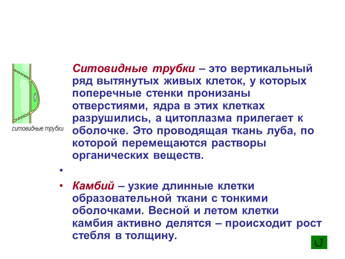 Придают стеблю прочность. Ситовидные трубки. Щитовидная трубка. Ситовидные трубки функции. Ситовидные трубки вертикальный ряд вытянутых.