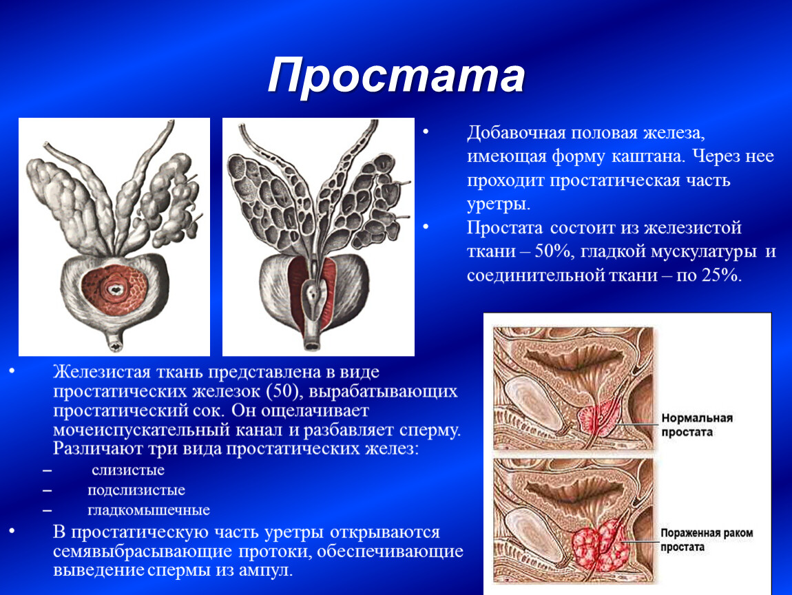 1 мужские половые железы. Предстательная железа мужские половые органы. Топографическая анатомия предстательной железы. Функции предстательной железы анатомия. Ткани предстательной железы.