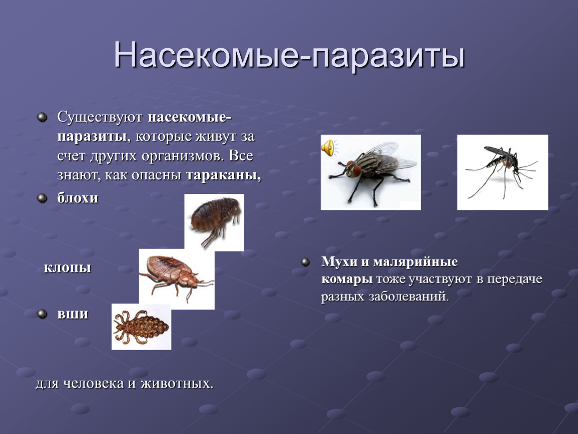 Насекомое живет в теле. Класс насекомые паразиты. Насекомые которые паразитируют. Представители насекомых паразитов.