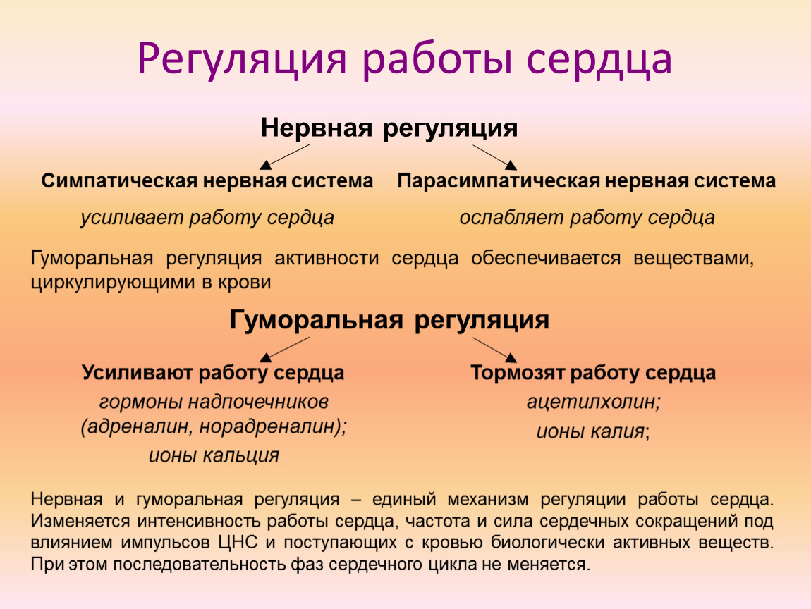 Работу сердца усиливают. Регуляция работы сердца. Нервная регуляция работы сердца. Что усиливает работу сердца. Деятельность сердца ослабляют.