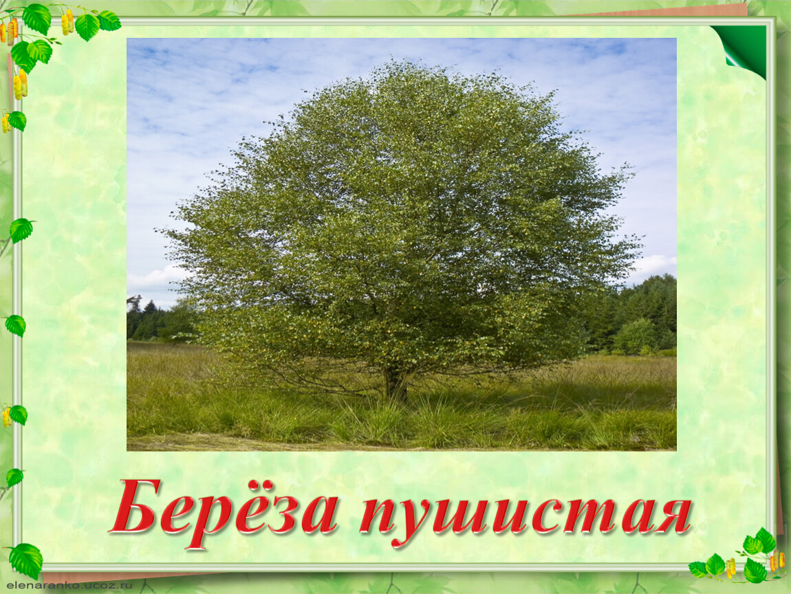 Береза пушистая класс. Берёза пушистая. Берёза пушистая описание. Береза пушистая фото. Берёза пушистая описание фото.