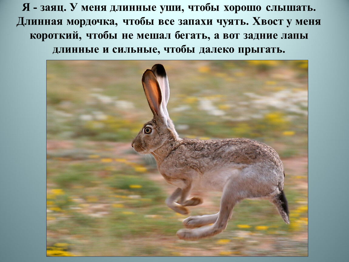 У зайца хвост короткий а уши. Хвост зайца русака. Заяц Русак уши. Заяц прыгает. Заяц хваста.