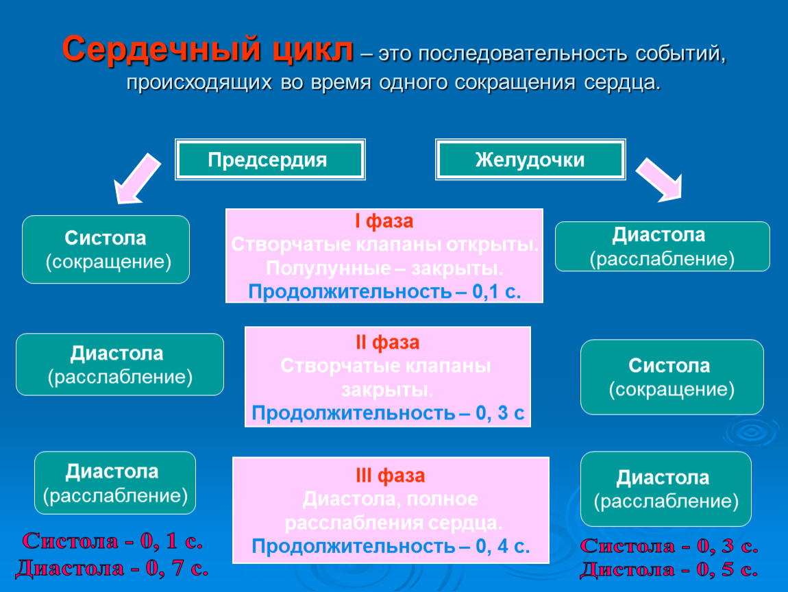 Последовательность происходящих событий. Последовательность фаз сердечного цикла. Последовательность этапов работы сердца. Последовательность сокращения сердца. Последовательные фазы работы сердца.