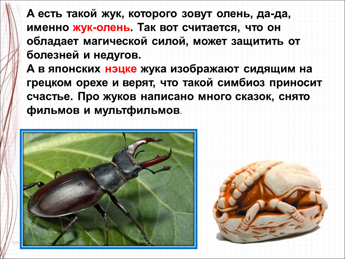 Жуков презентация 1 класс. Жук для презентации. Презентация разноцветные жуки. Разноцветные жуки презентация 1 класс школа России презентация.