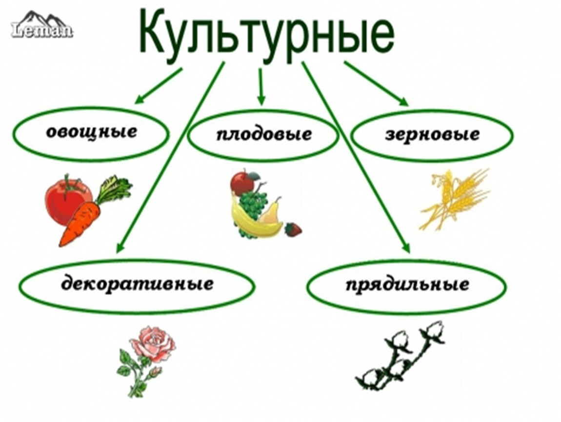 Разнообразие культурных растений 3 класс окружающий. Культурные растения примеры. Примеры сортов культурных растений. Культурные растения названия. Культурные растения делятся на группы.