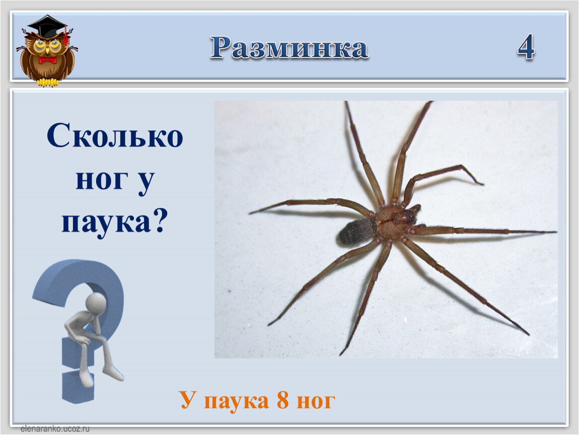 Имеют восемь ног. Сколько ног у паука. Сколько ножек у паука. У пауков 8 ног. Сколько лап у паука.