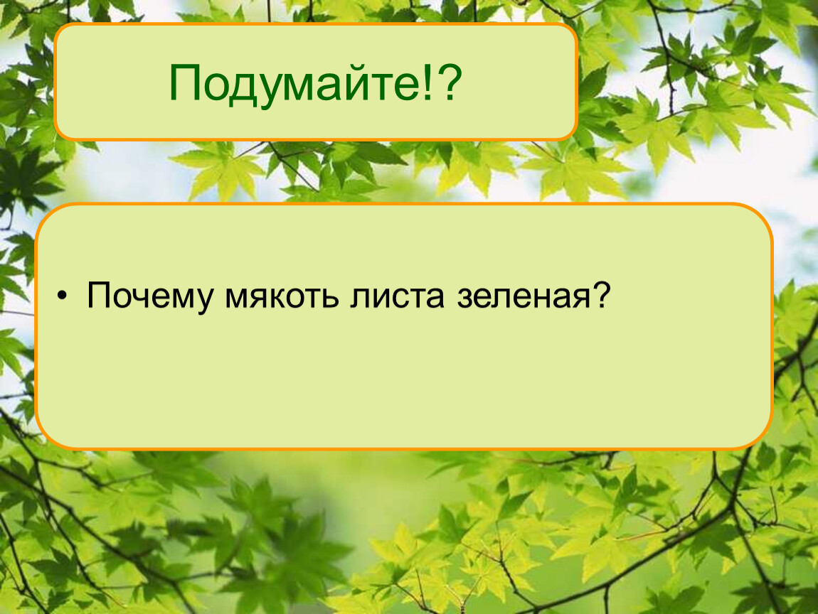 Зачем зеленая. Мякоть листа и межклетники. Лист для презентации. Мякоть листа. Функции мякоти листа.