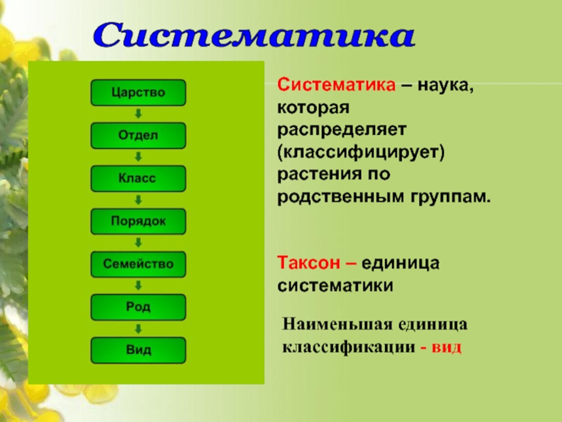 Виды кл. Систематика растений таксономические единицы. Таксономические единицы таксоны растений. Схема классификации растений таксоны. Систематика таксонов сложноцветных.