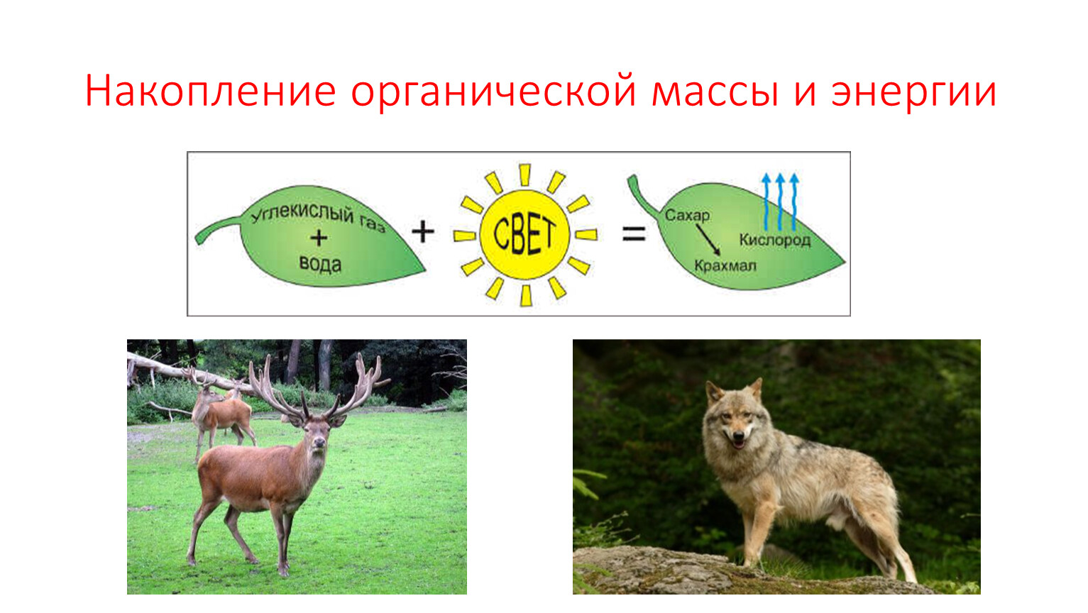 Масса органического вещества. Накопление органической массы. Накопление органической массы накопление энергии. Органическая масса. Что такое накопление органической массы в биологии.