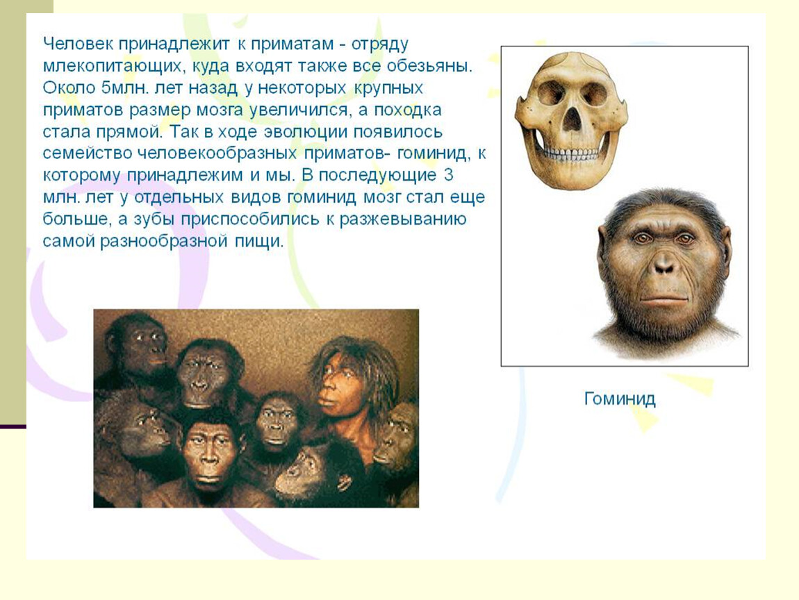 О принадлежности человека к семейству гоминид. Человек примат. Отряд приматов выделился примерно млн лет. Отряд обезьян. Человек принадлежит к отряду приматы.