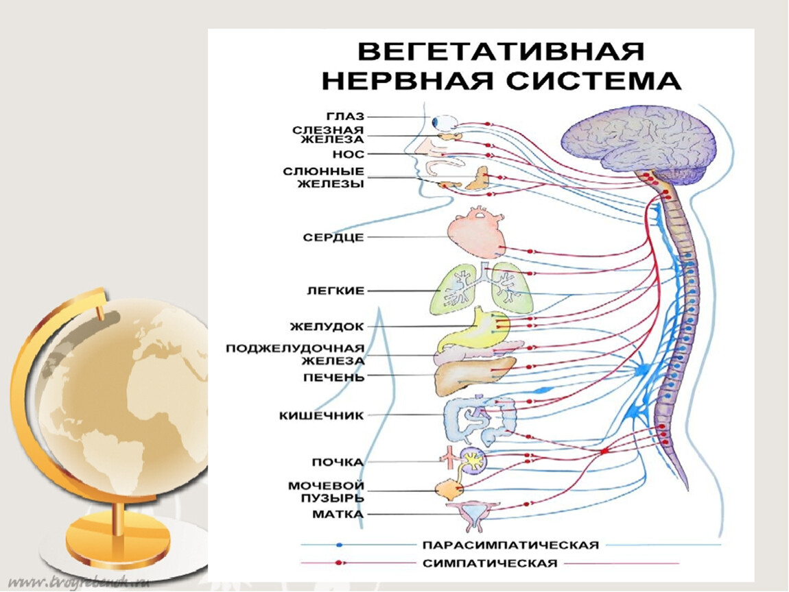 Нервы презентация