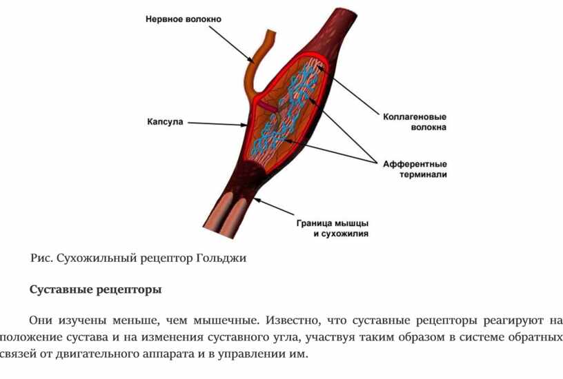 Рецепторы мышц. Функция сухожильных рецепторов рецепторы Гольджи. Нервно-сухожильные веретена. Сухожильный орган Гольджи (нервно-сухожильное Веретено). Сухожильный аппарат Гольджи строение.