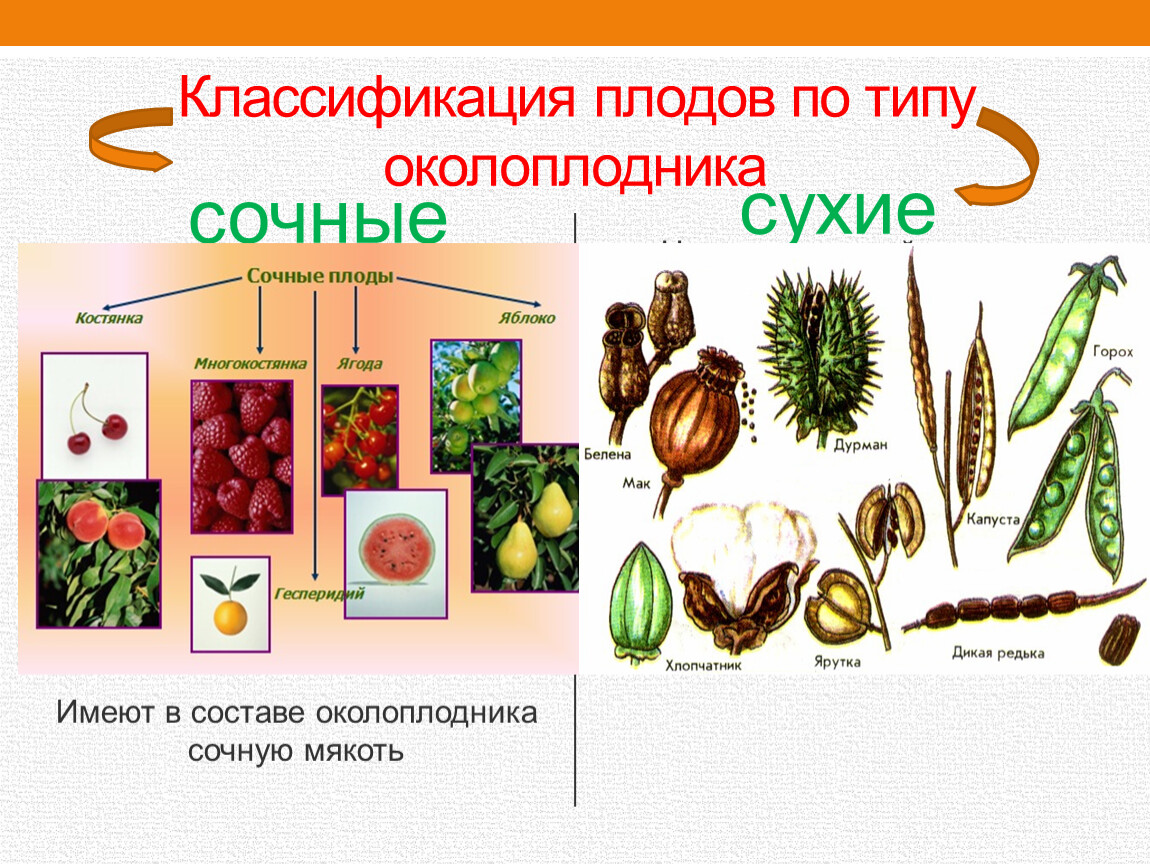 Какие типы плодов существуют: классификация сухих и сочных плодов, общая характеристика типов