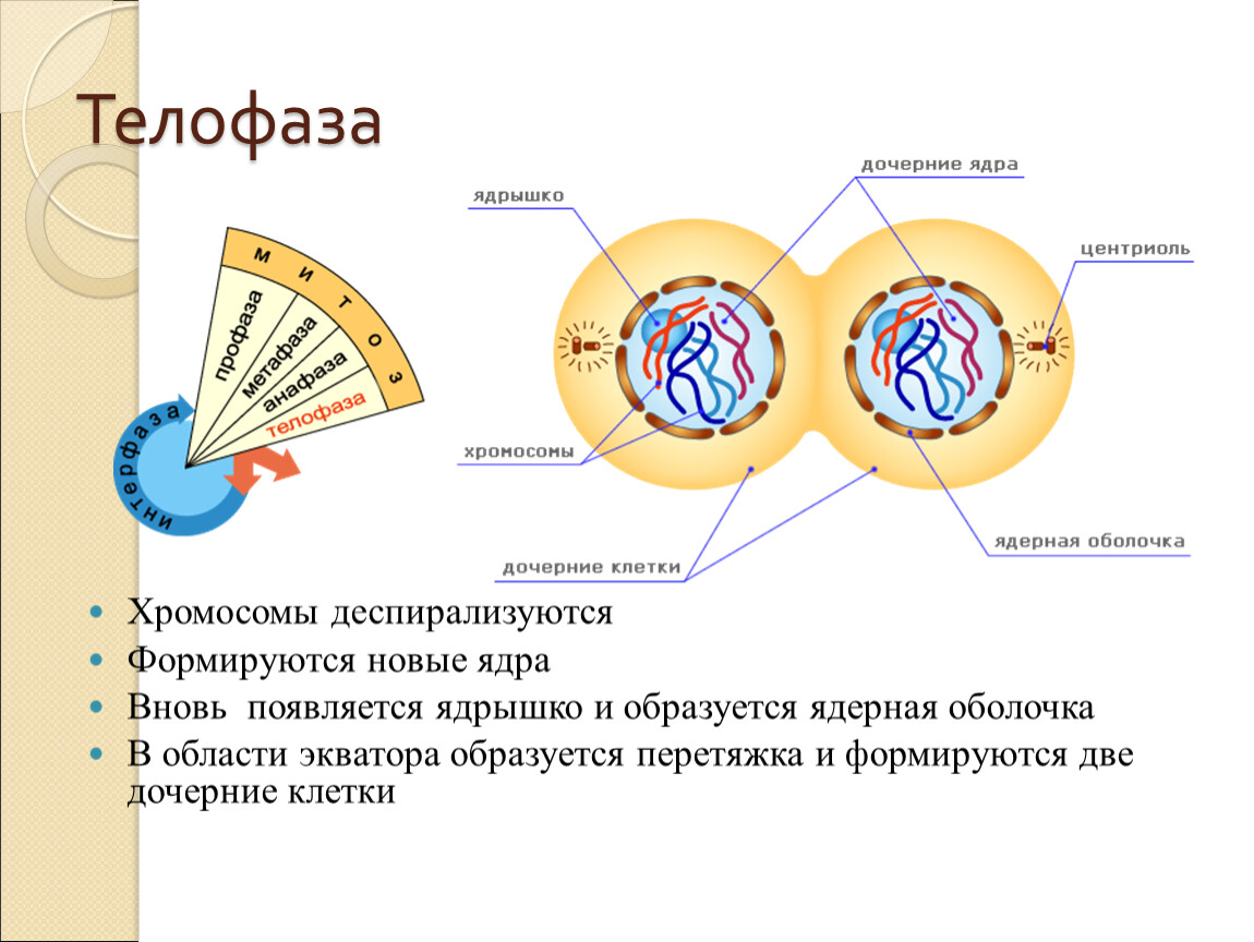 Деление клетки митоз 9. Телофаза 2 схема. Телофаза 2 процессы. Телофаза II формула. Телофаза митоза формула.