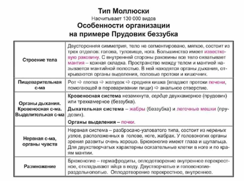 Характеристика моллюсков таблица. Органы чувств червей и моллюсков таблица 7 класс.