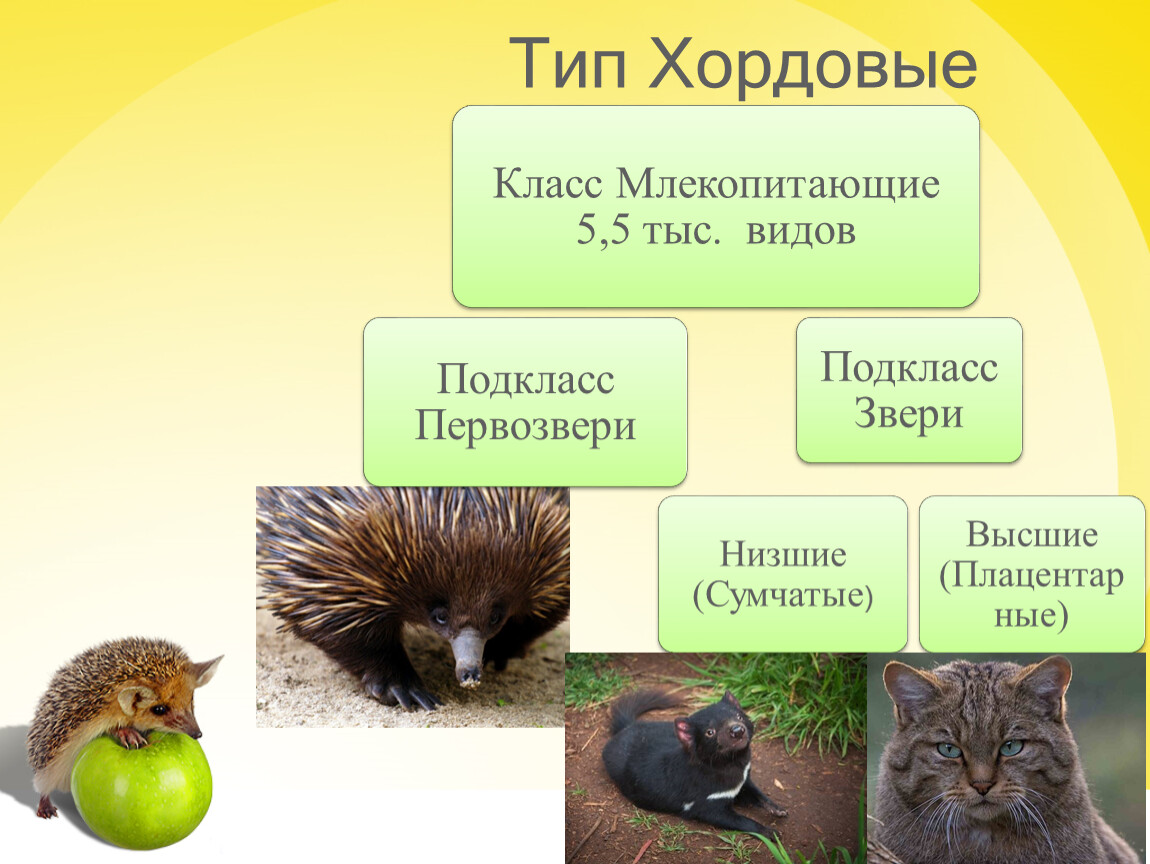 Млекопитающие урок 7 класс. Многообразие млекопитающих. Многообразие млекопитающее вопросы. Генезы в биологии.