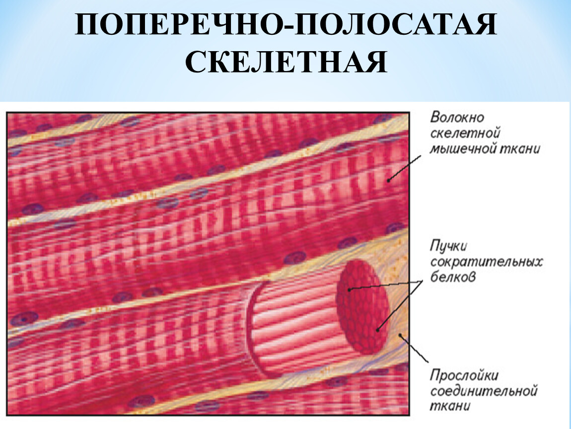 Как называется клетка мышечной ткани. Поперечно полосатая Скелетная ткань строение. Поперечнополосатая мышечная ткань строение. Строение поперечно полосатой клетки. Поперечно полосатая Скелетная сердечная ткань.