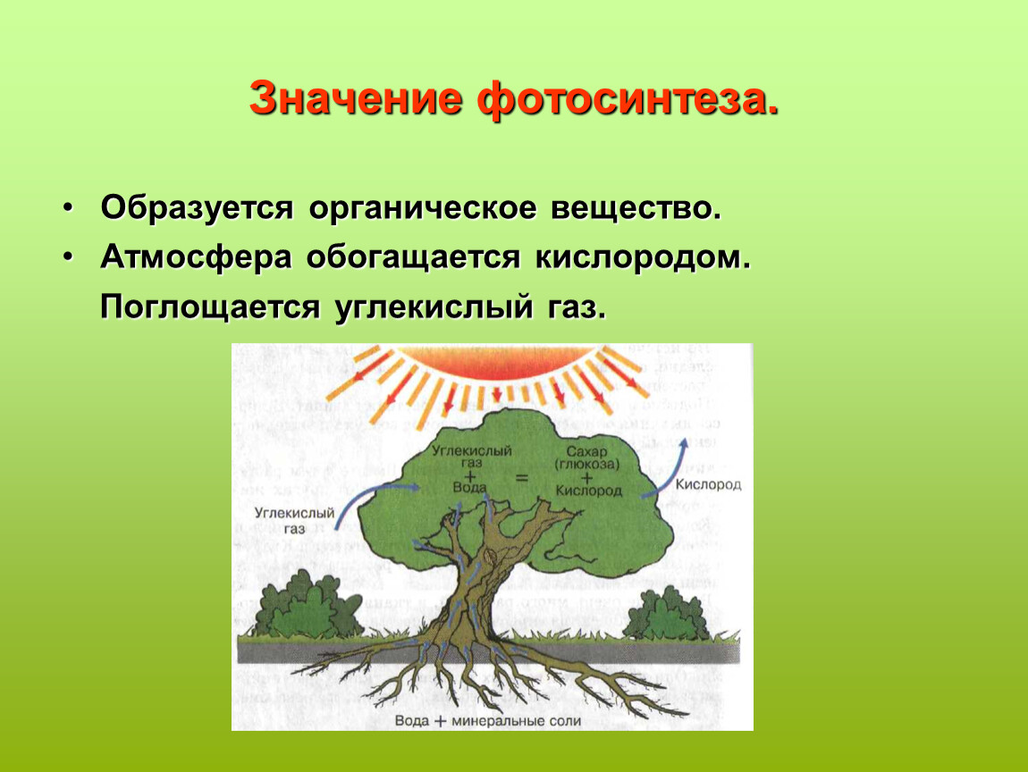 Схема фотосинтеза в природе. Значение фотосинтеза. Схема процесса фотосинтеза. Фотосинтез значение фотосинтеза. Фотосинтез и дыхание растений.