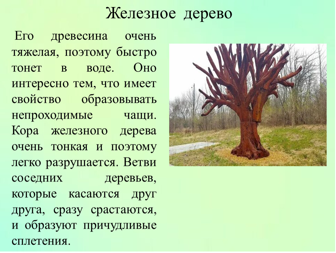 Его древесина очень тяжелая, поэтому быстро тонет в воде