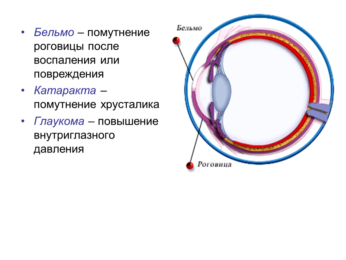 Презентация на тему зрительный анализатор 8 класс биология