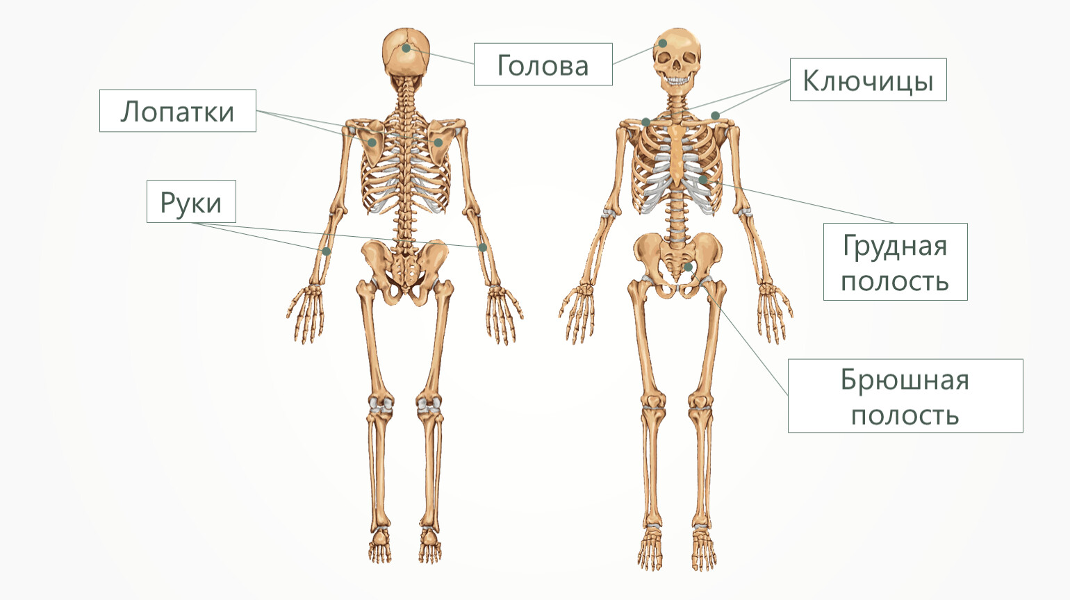 Передняя часть человека. Части скелета человека. Скелет человека со всех сторон. Скелет с двух сторон. Скелет человека анатомия.