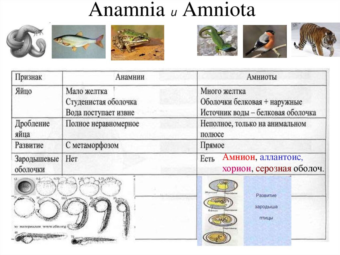 Человека относят к типу хордовые подтипу позвоночные. Анамнии рыбы земноводные. Анамнии строение. Сравнительная характеристика анамний и амниот. Строение яйца амниот.