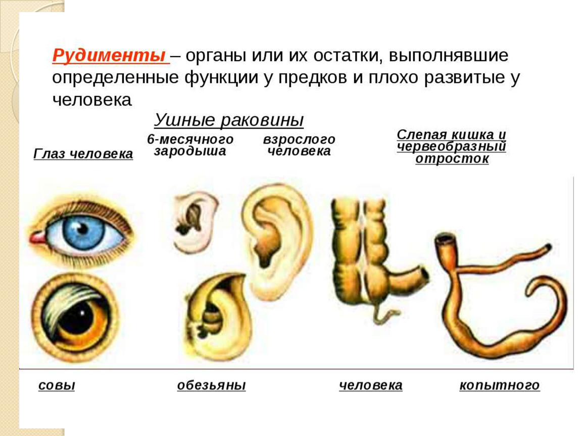 На рисунке под каким номером изображен один из рудиментов человека