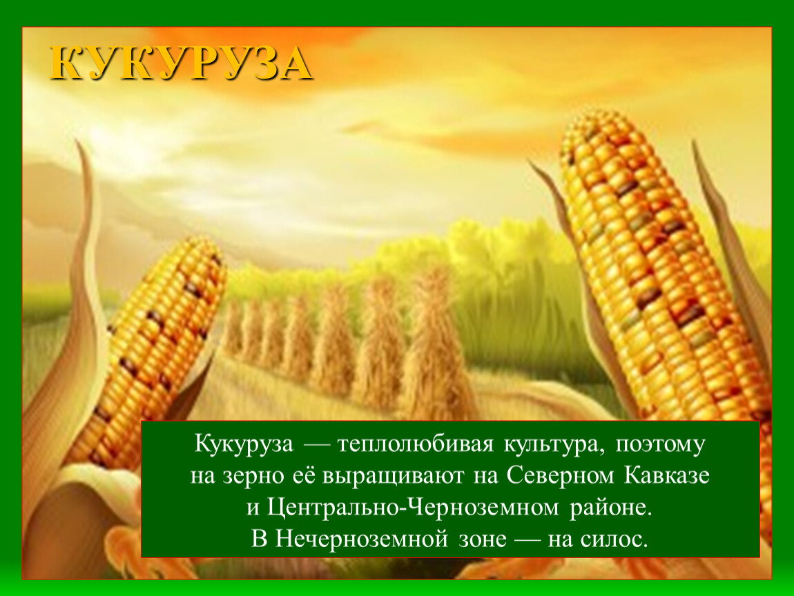 Кукуруза доклад 3 класс. Кукуруза сельскохозяйственная культура. Интересные факты о кукурузе. Кукуруза зерновая культура. Сообщение о кукурузе.