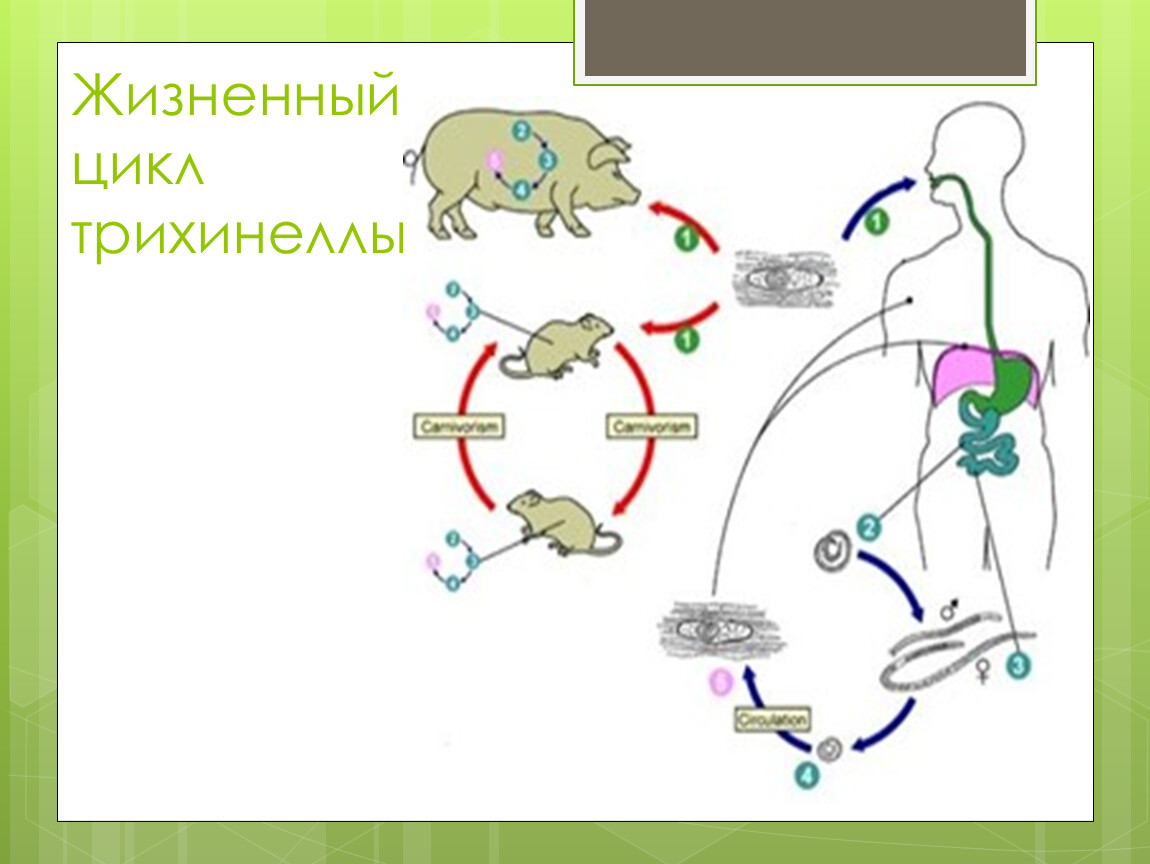 Trichinella spiralis жизненный цикл схема