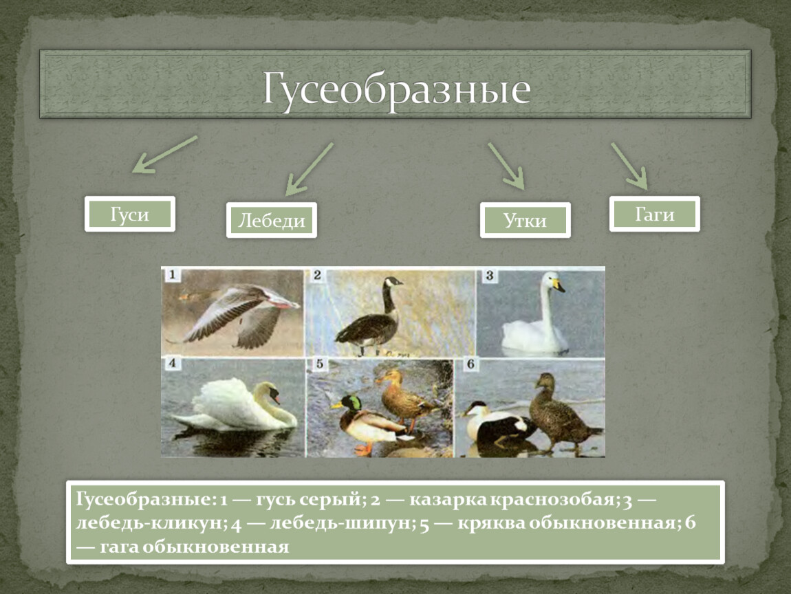 Карта гнездования гусей