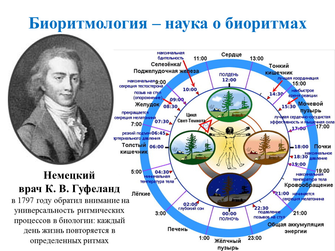 Биоритмы презентация по биологии