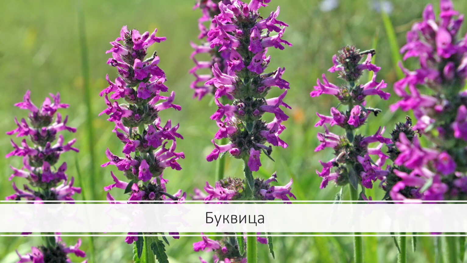 Буквица лекарственная - Betonica officinalis